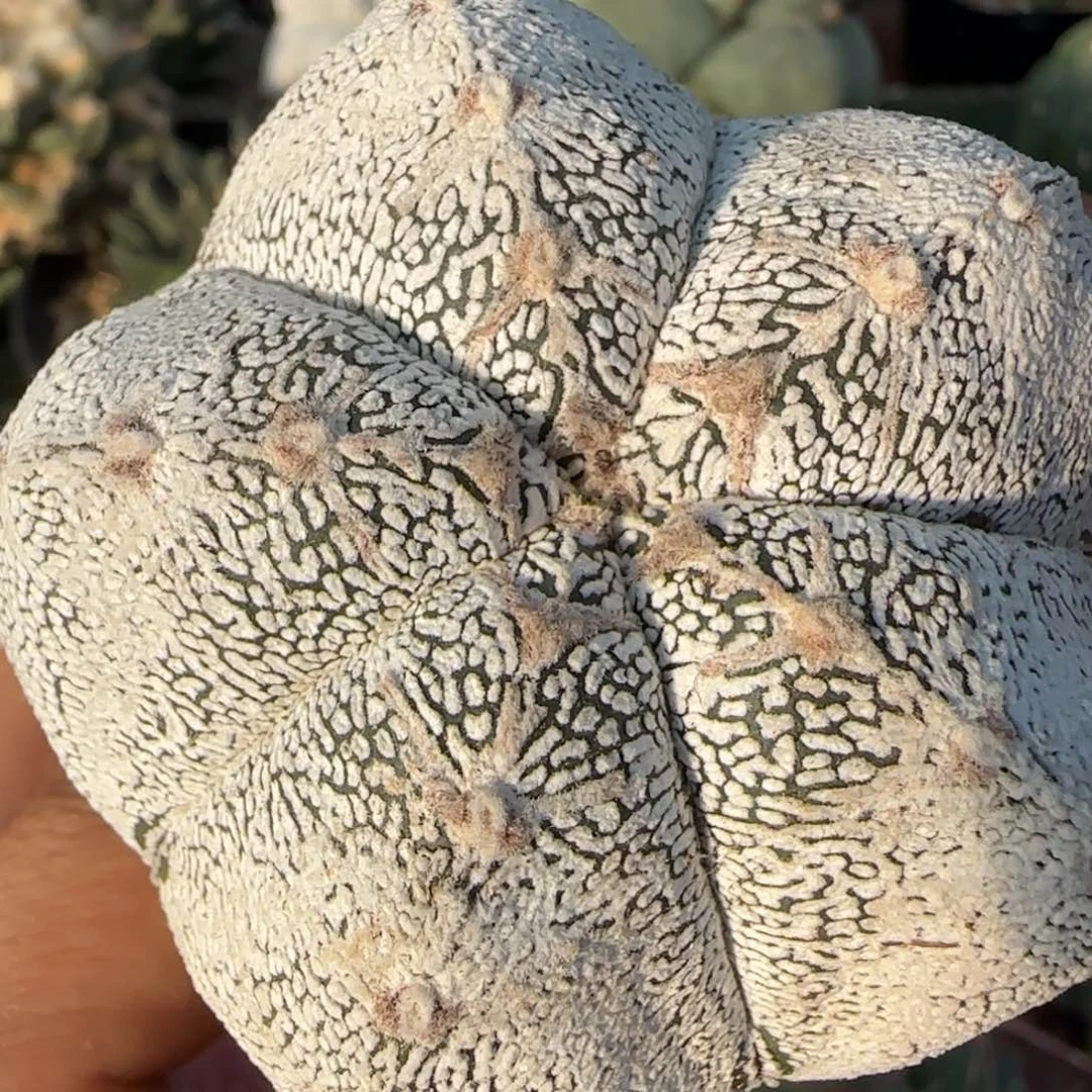 无花朵矮胖日系恩冢486