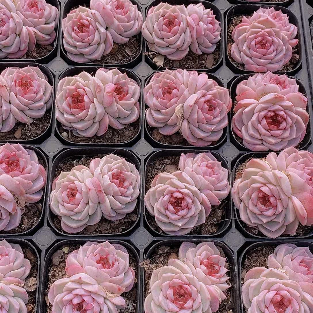 0125-天鹅绒双头一颗 量拍