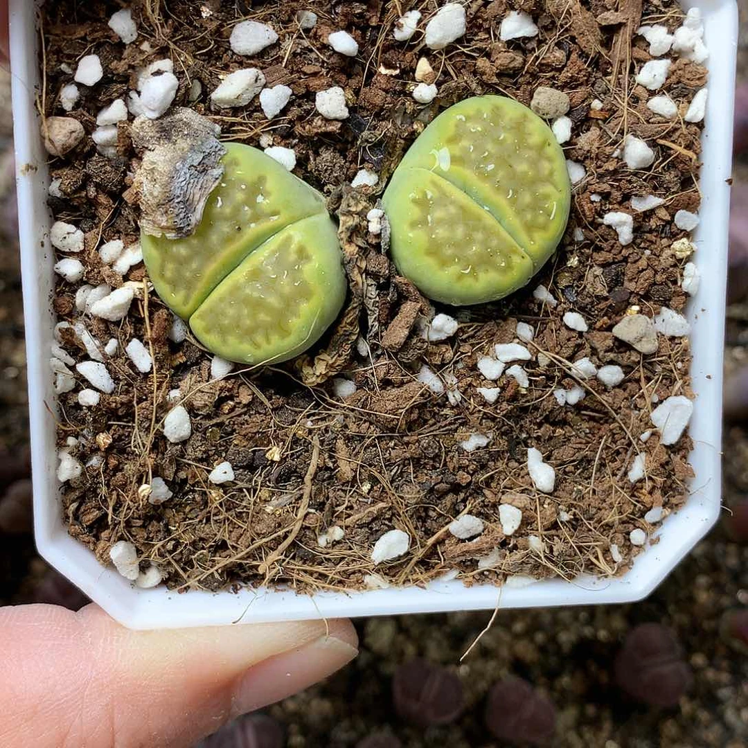 G439多肉植物保护