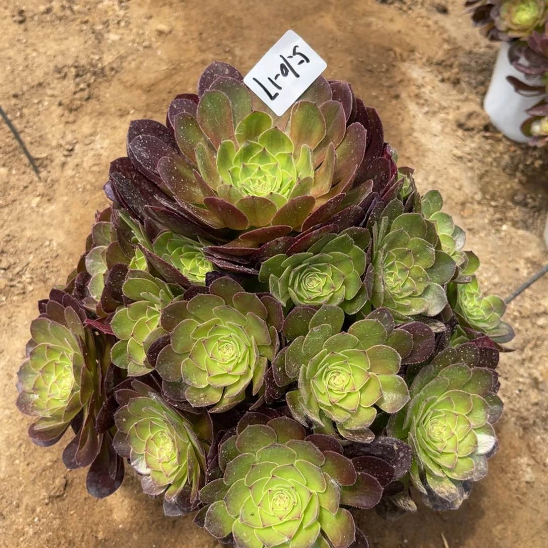 用****110-17雨荷法师锦多肉