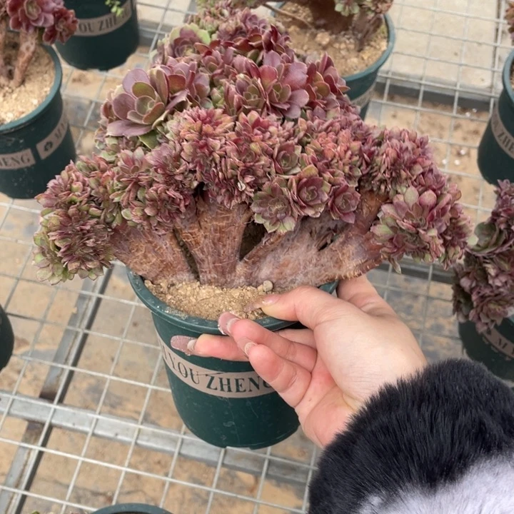 多肉葡萄和坚果的甜美小脸是