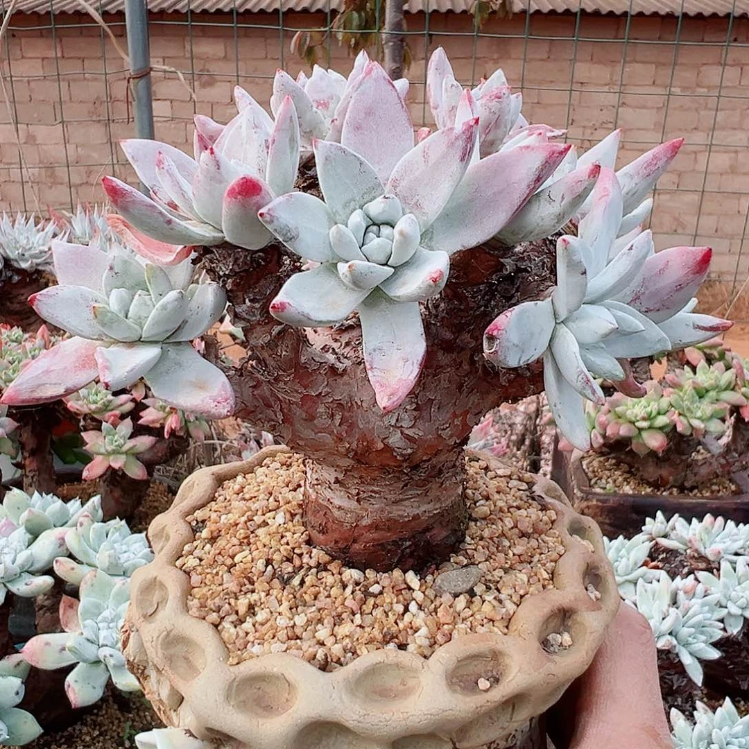 7943流丹泡芙苹果叶