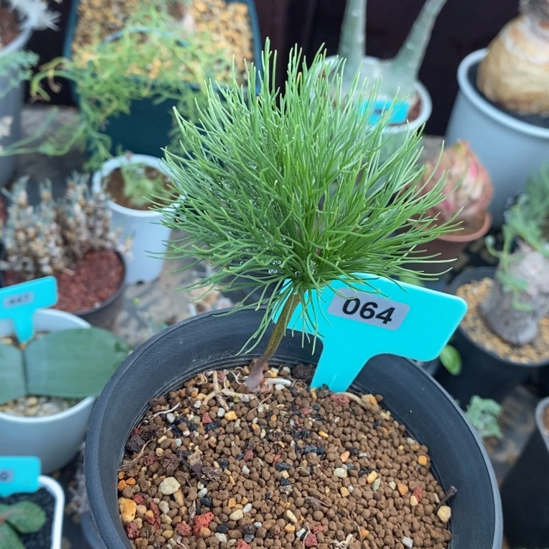 扫把头多肉植物一个