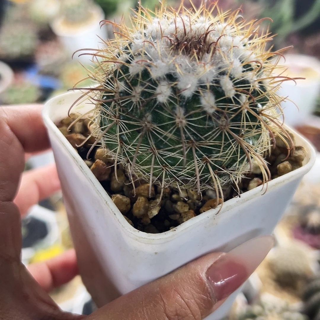 实生魔神仙人球6666666