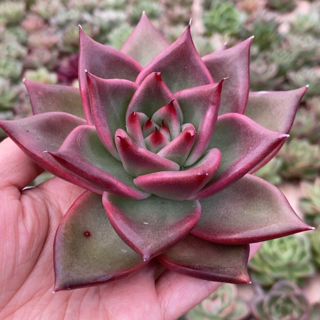 无花朵150 号东云系多肉