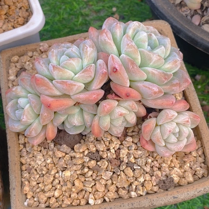 飞*多肉乐园精品冰玉