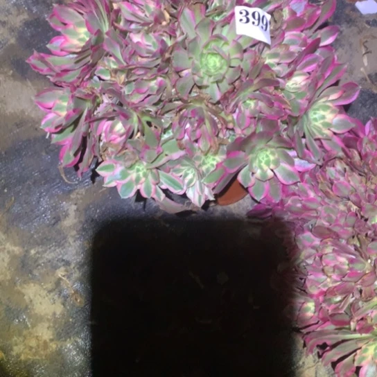 多肉植物女巫399