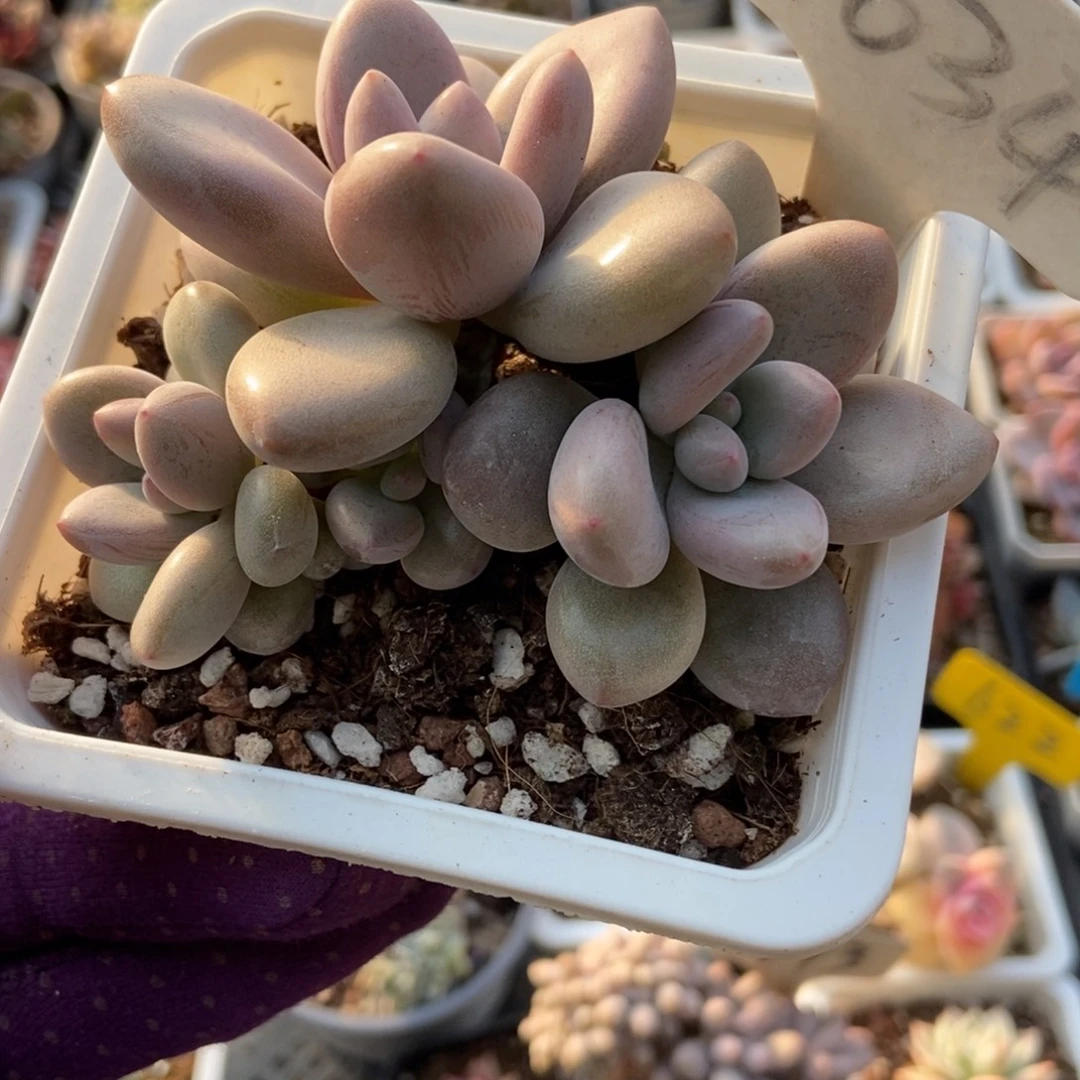 1034原始虞美人多肉植物