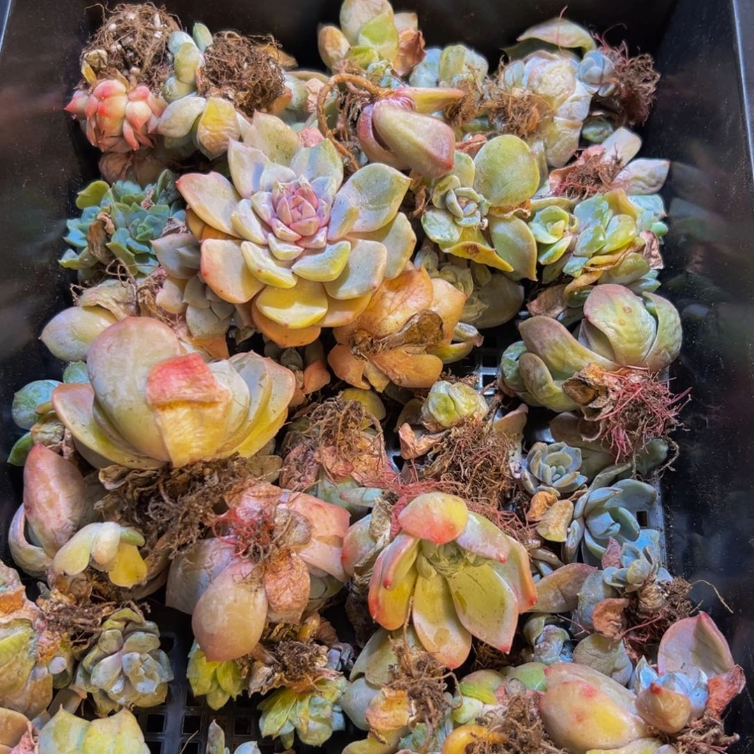 006的人了吧我也是