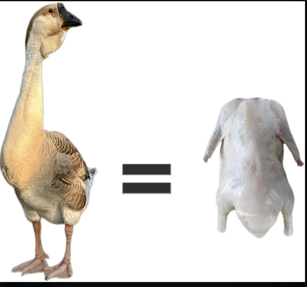 （聚鑫农业）整只装纯种狮头鹅肉鲜活预包装食品