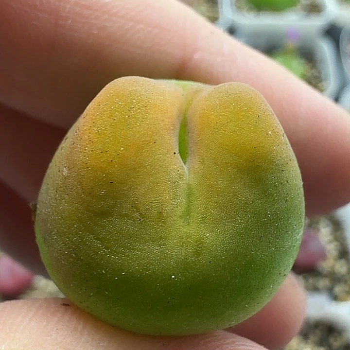 老马生石花o泡2535