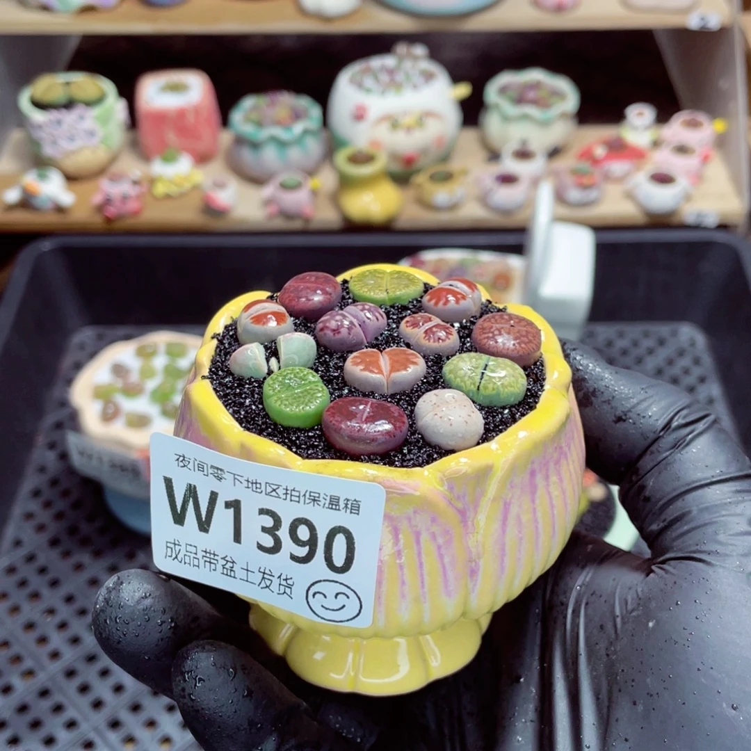 夜间零下地区拍保温箱w1390