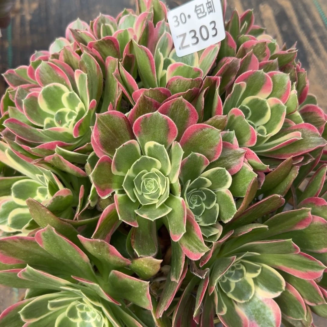 303绿白凤，多肉法师