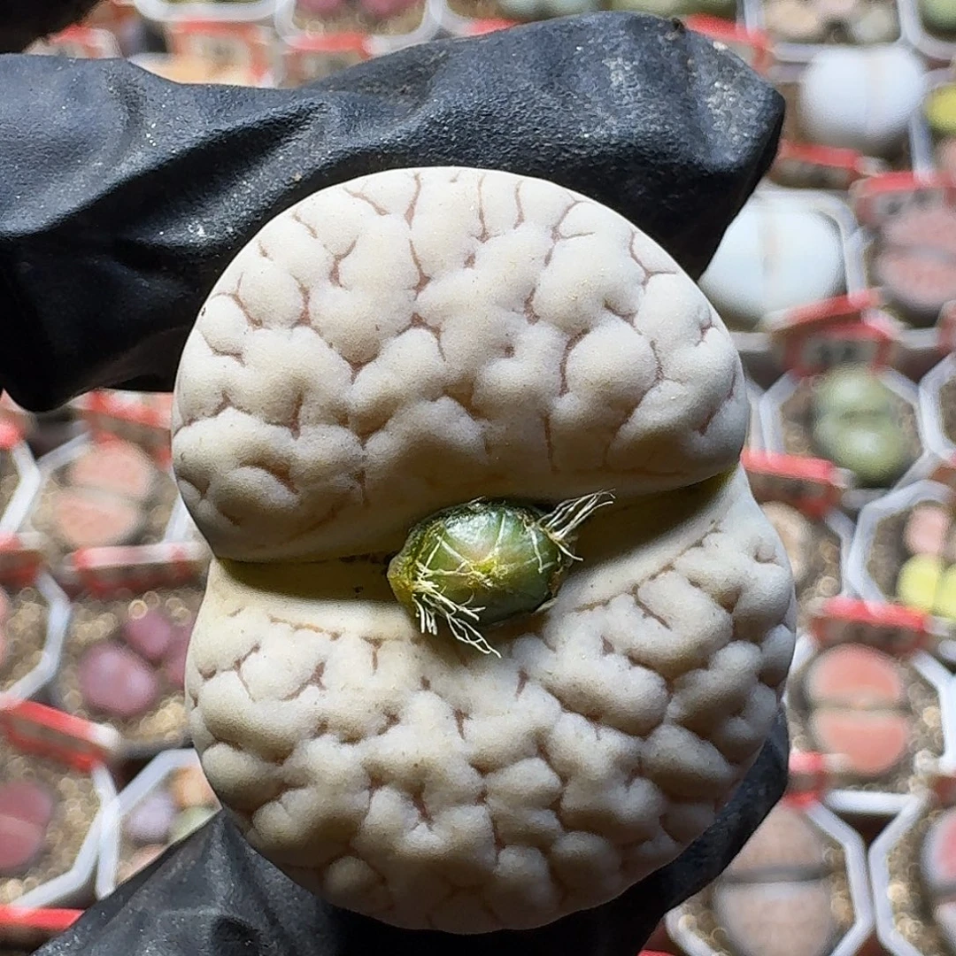 生石花33:：/。  67号