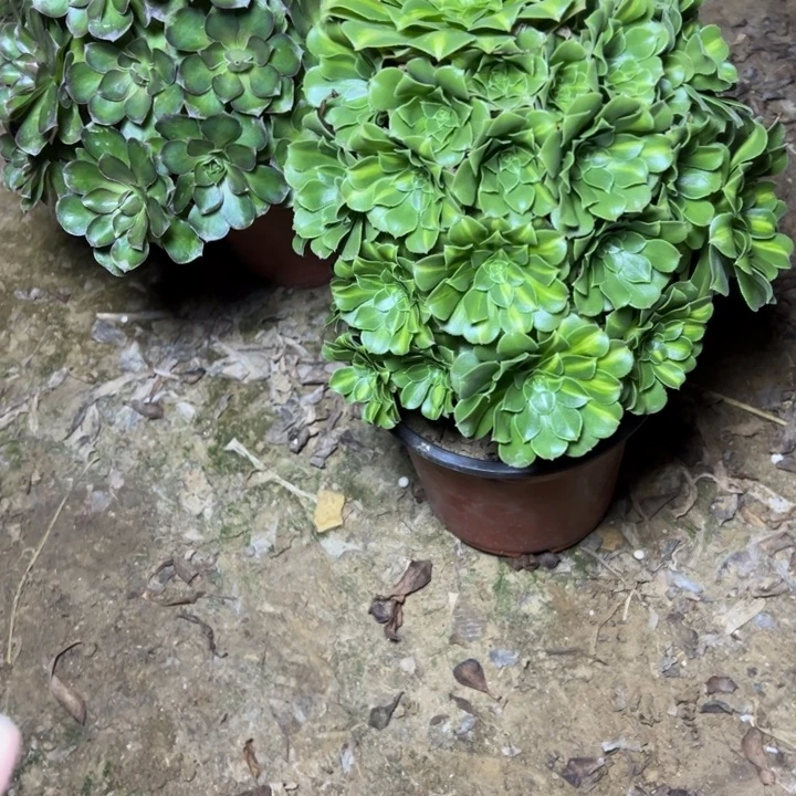 平***心多肉植物翡翠法师54