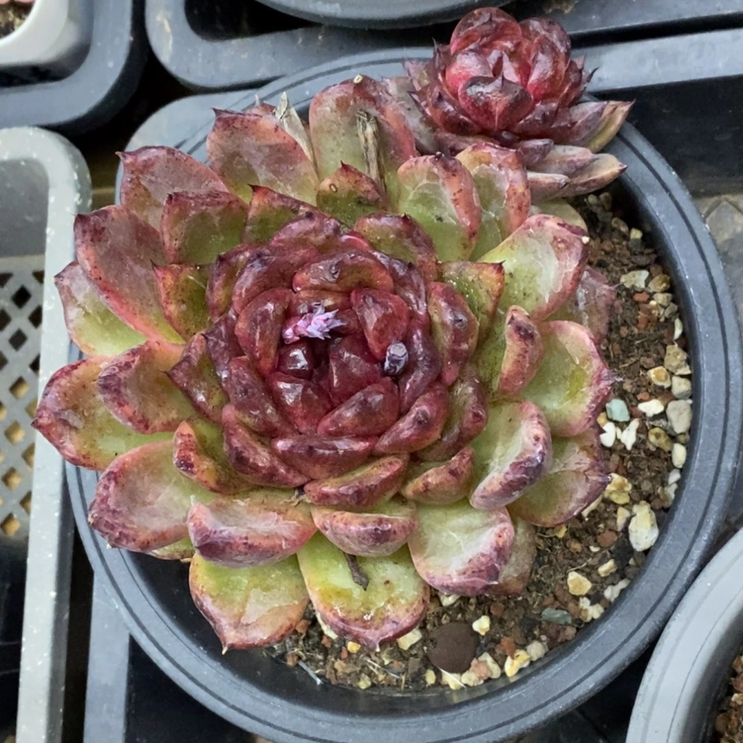 精品多肉一物一拍不包整286