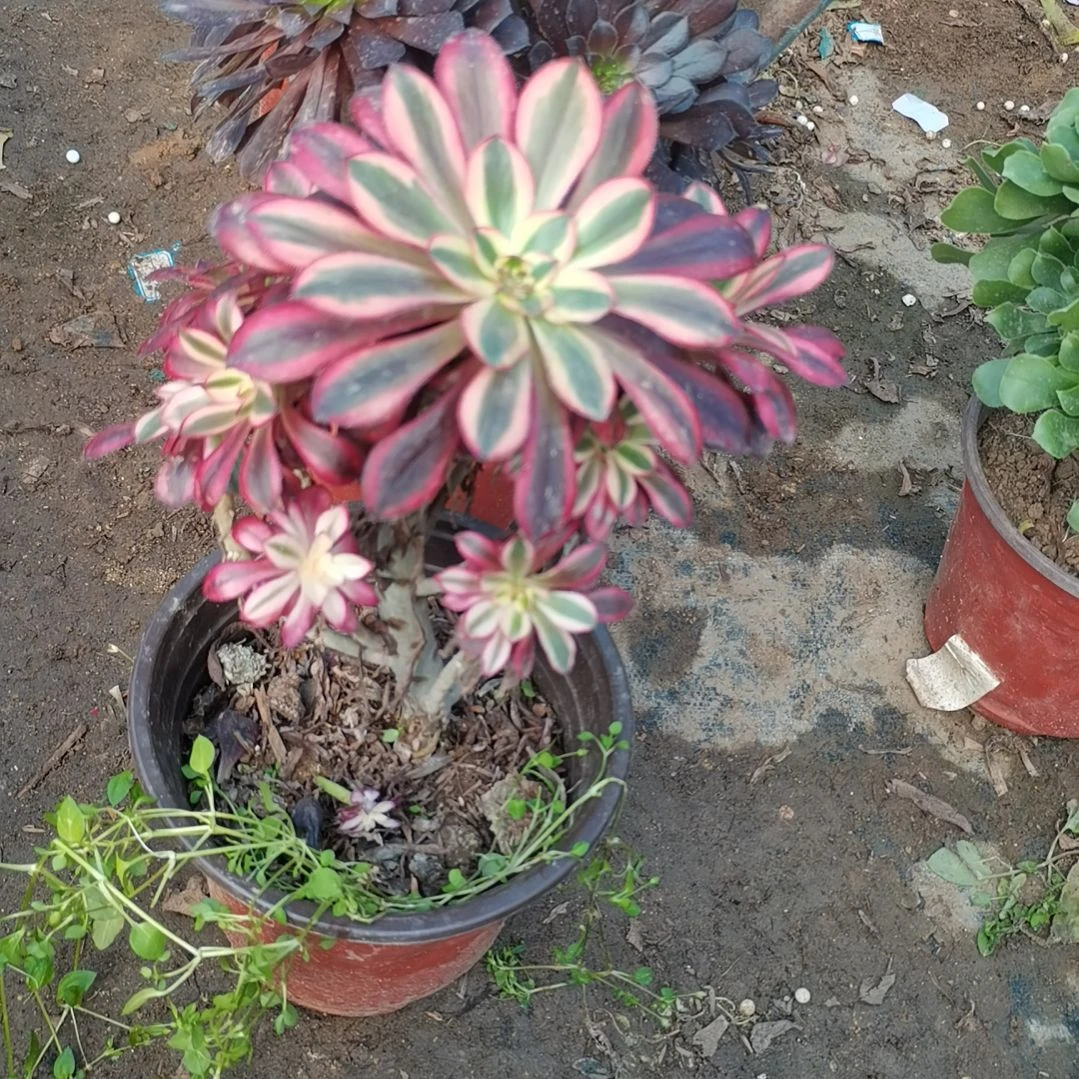 香奈儿多肉法师有干吧57