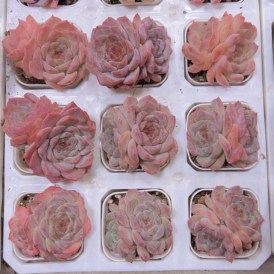 樱花冰魄双头2盆19包邮