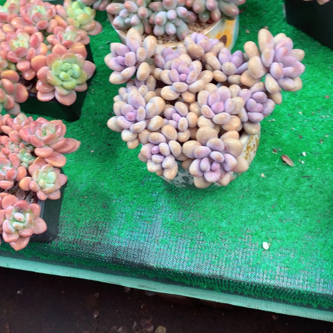 @****一物一拍一物一拍