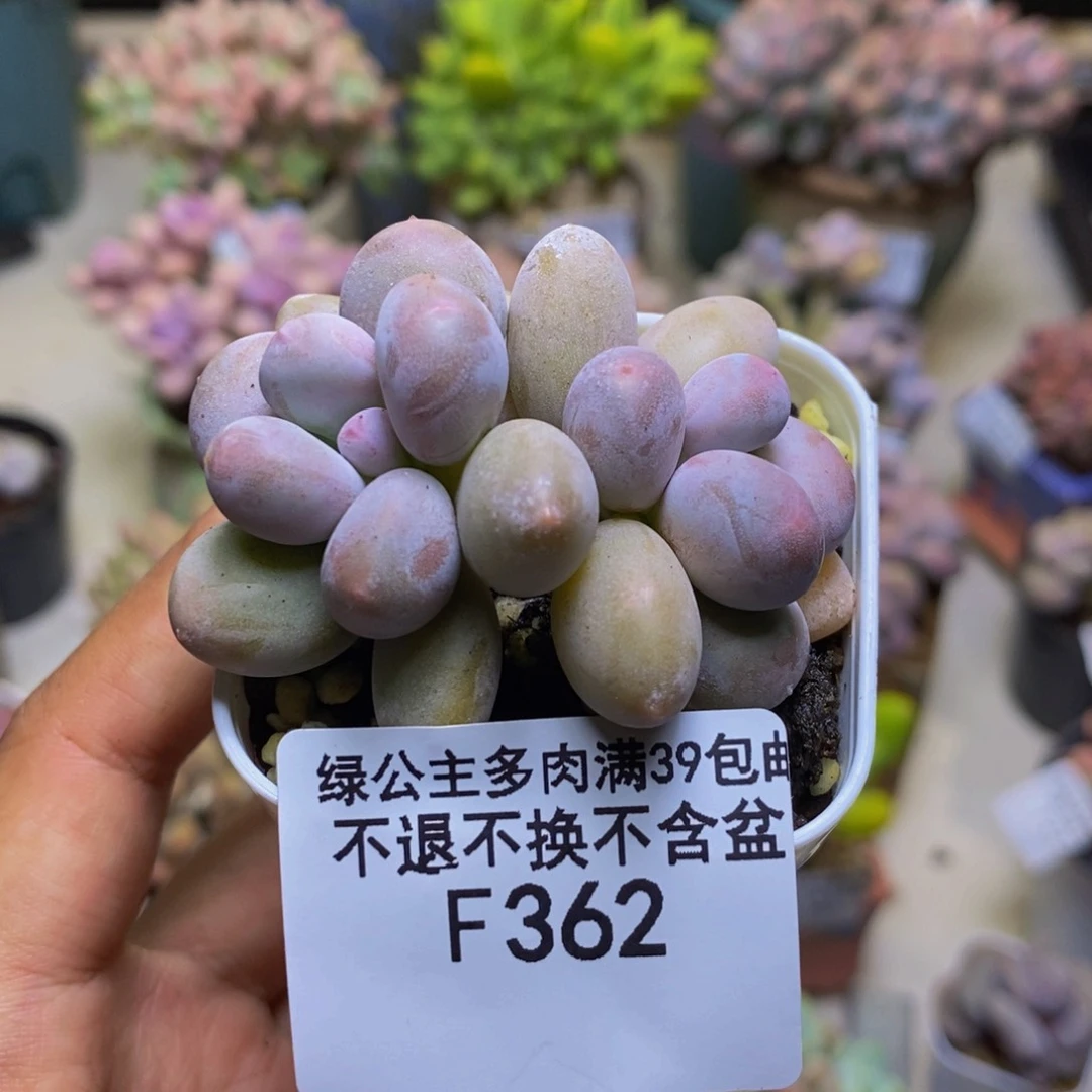362糖豆奶多肉5cm