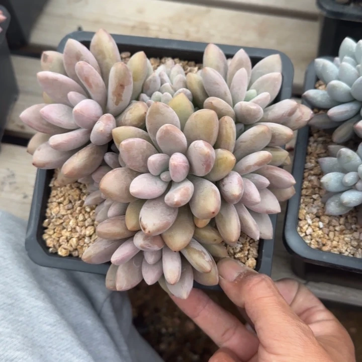 原始虞美人群生五十包邮老桩