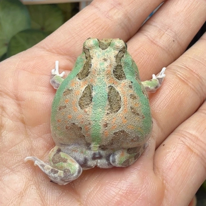 角蛙啵啵子 双色大苗 吃食很猛 超级可爱