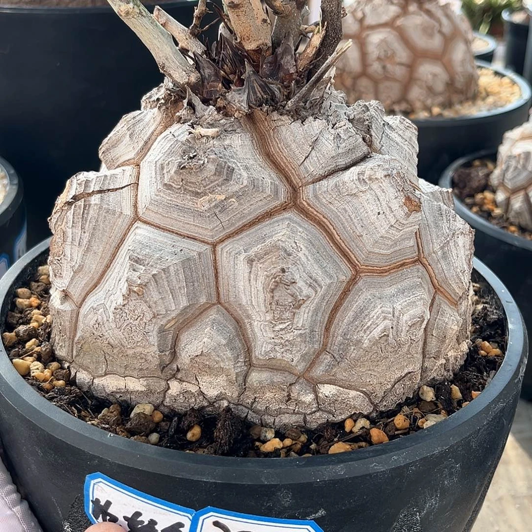 潮流植物白皮大甲足球龟，15.2公分
