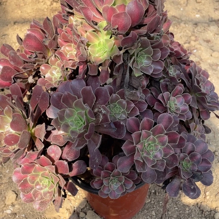 无花朵329多肉植物华纳