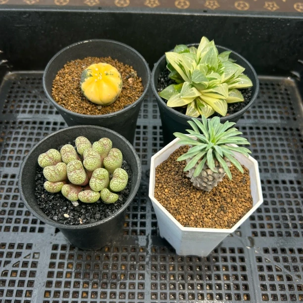 【一物一拍】星球兜锦+玉露锦+铁甲麒麟+爱心肉锥