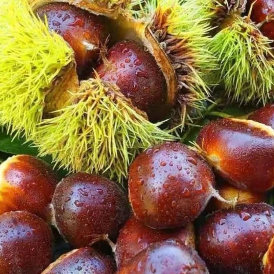 贵州高山野生新鲜板栗正宗贵州新鲜板栗毛栗粉糯香甜