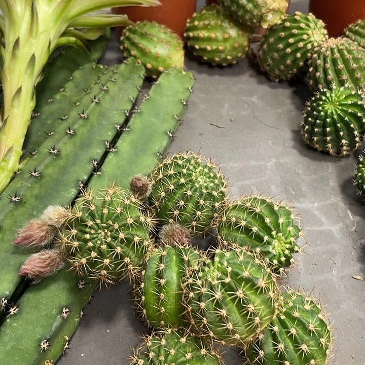 新品进口丽花L38侧芽