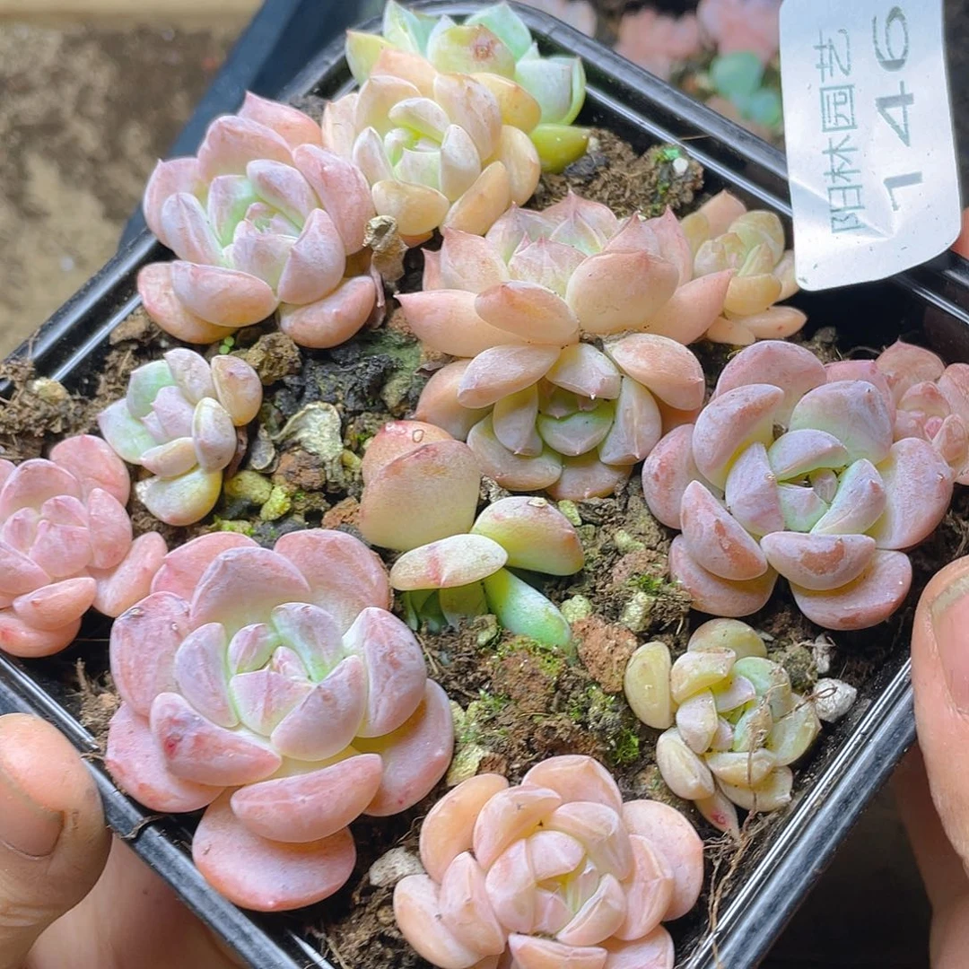 多肉植物多肉植物146