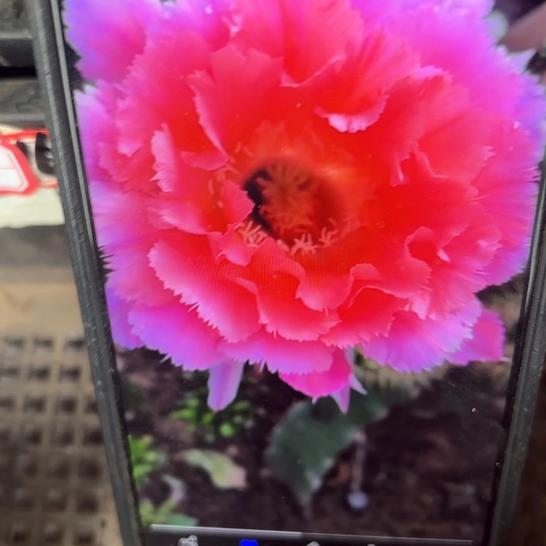 山脉天际彩侧牙20包邮仙人球10