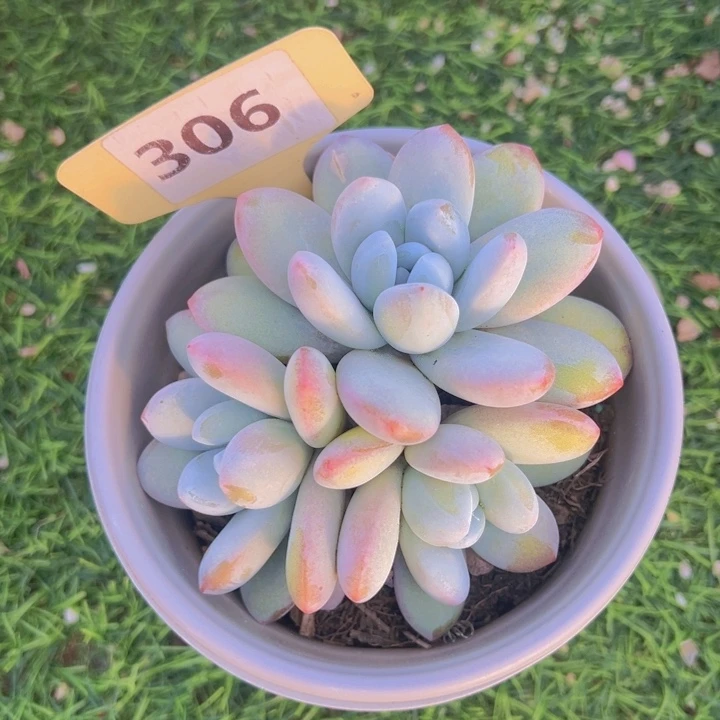 健健康康平平安安