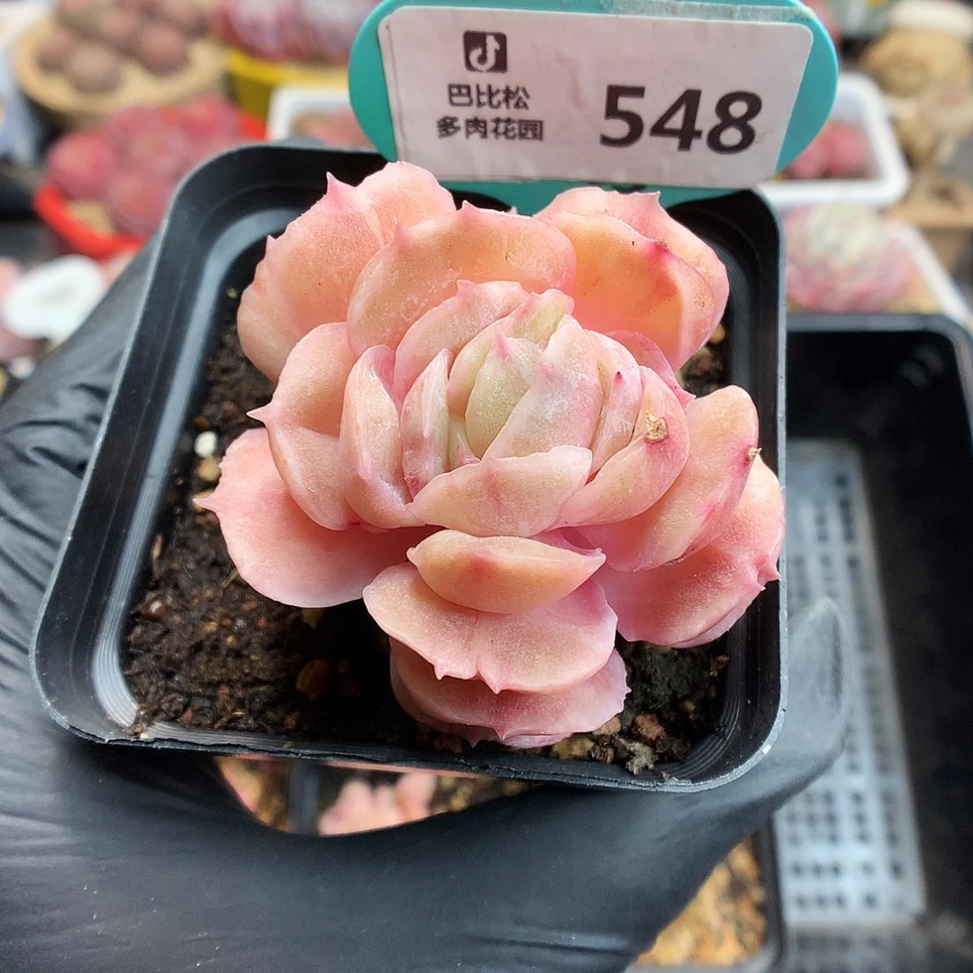 白*琛548 昂斯诺石化多肉