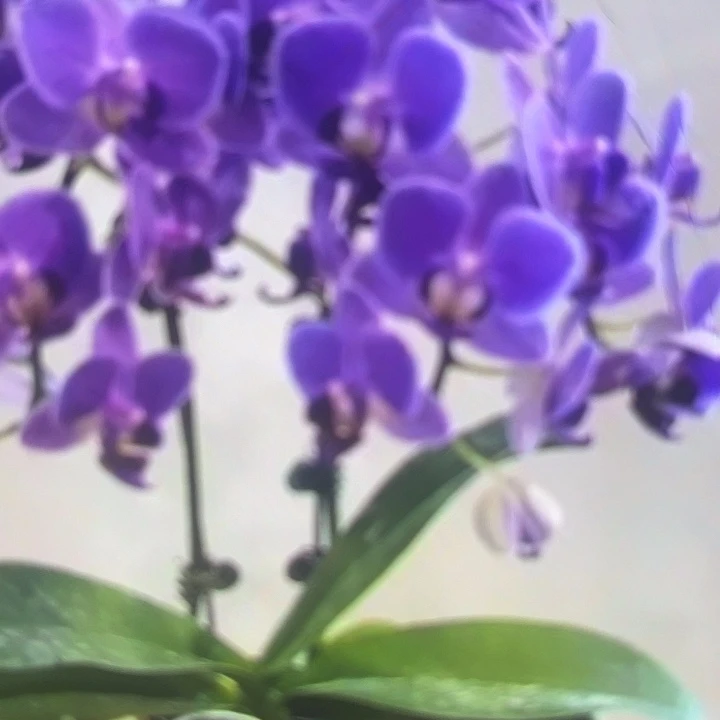 当前无花栽培后可以开花紫娃娃2.8