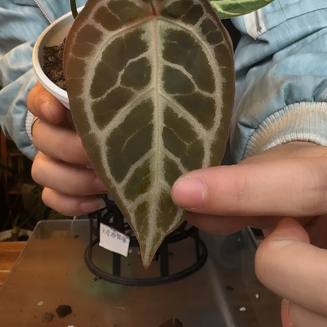 完全开放D77slg银红杂狂想曲