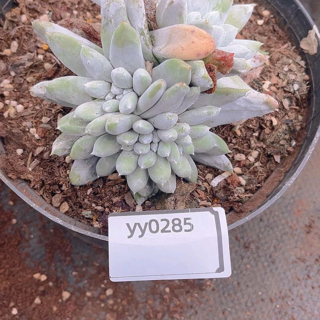 拇指缀化老桩yy0285