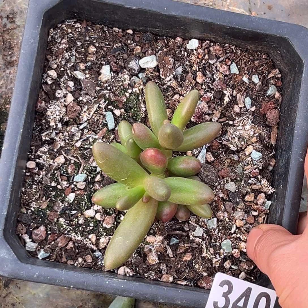 多肉植物椰子树340