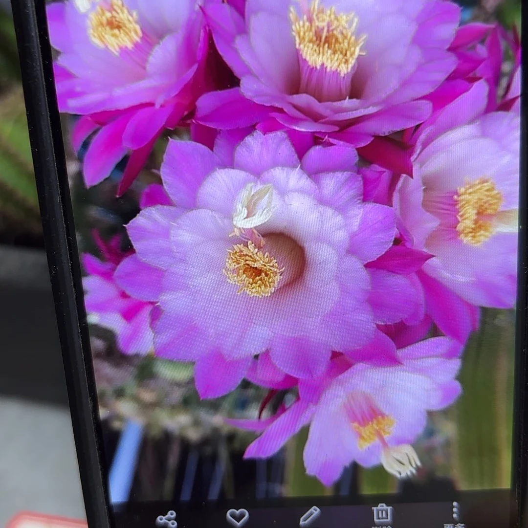 海鸥金妞侧牙20包邮28