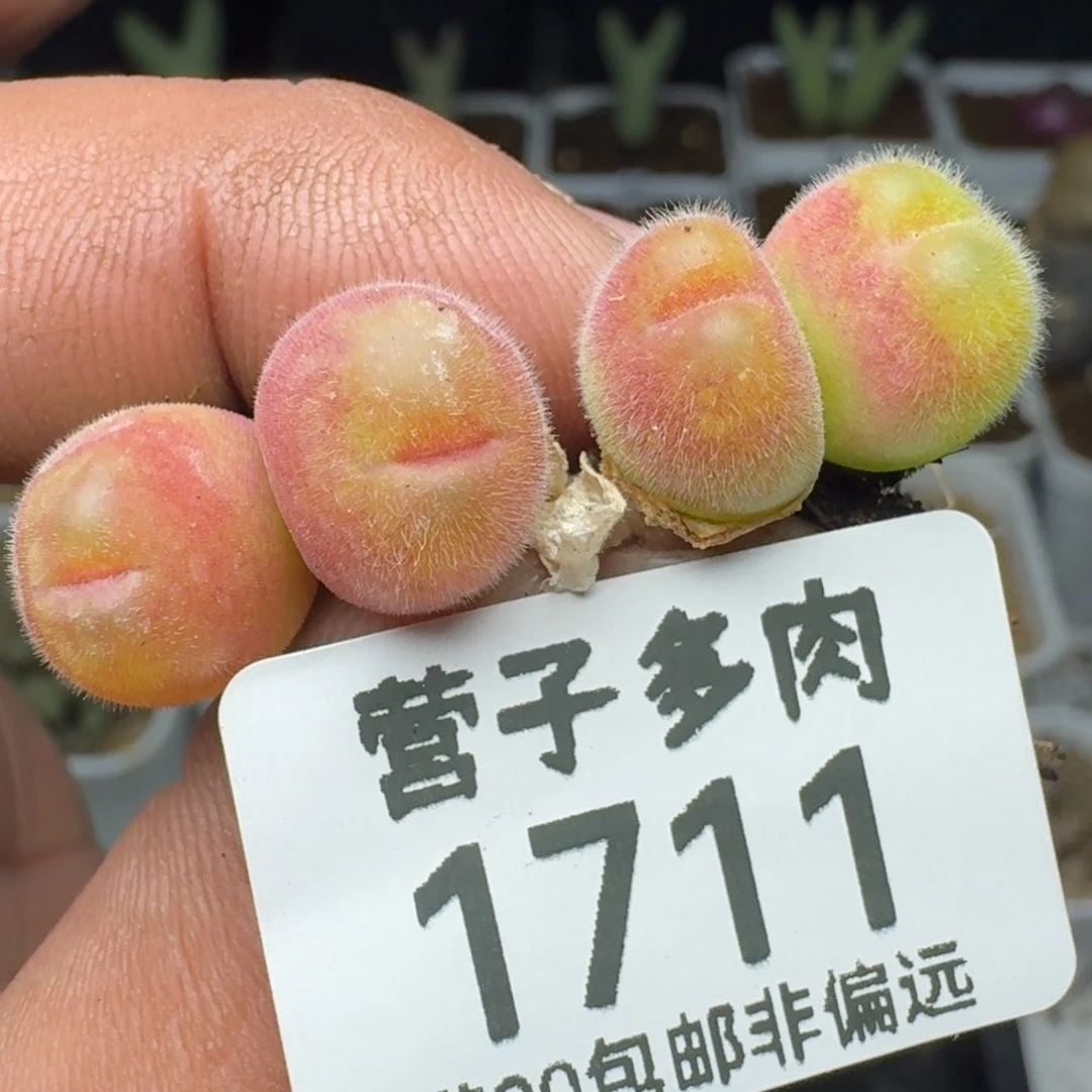 长毛两颗双头。