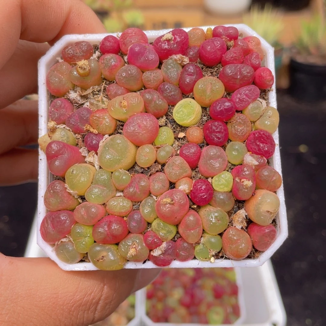 毛汉尼多肉9.9包邮发货