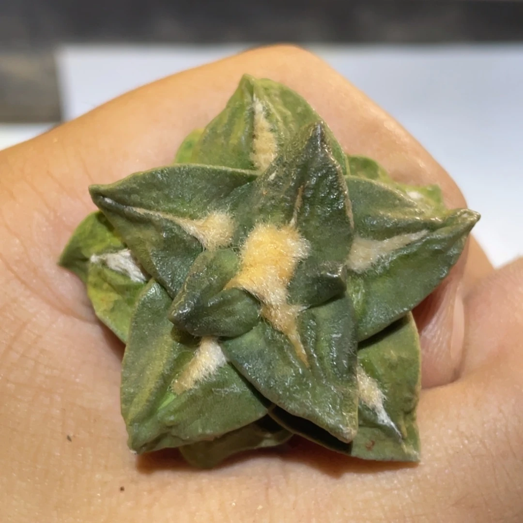 全部花朵自根894 仙人球