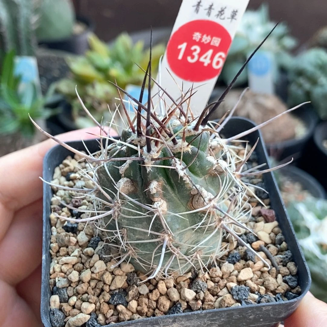 实生狂刺狂风丸侧面有斑3.9cm