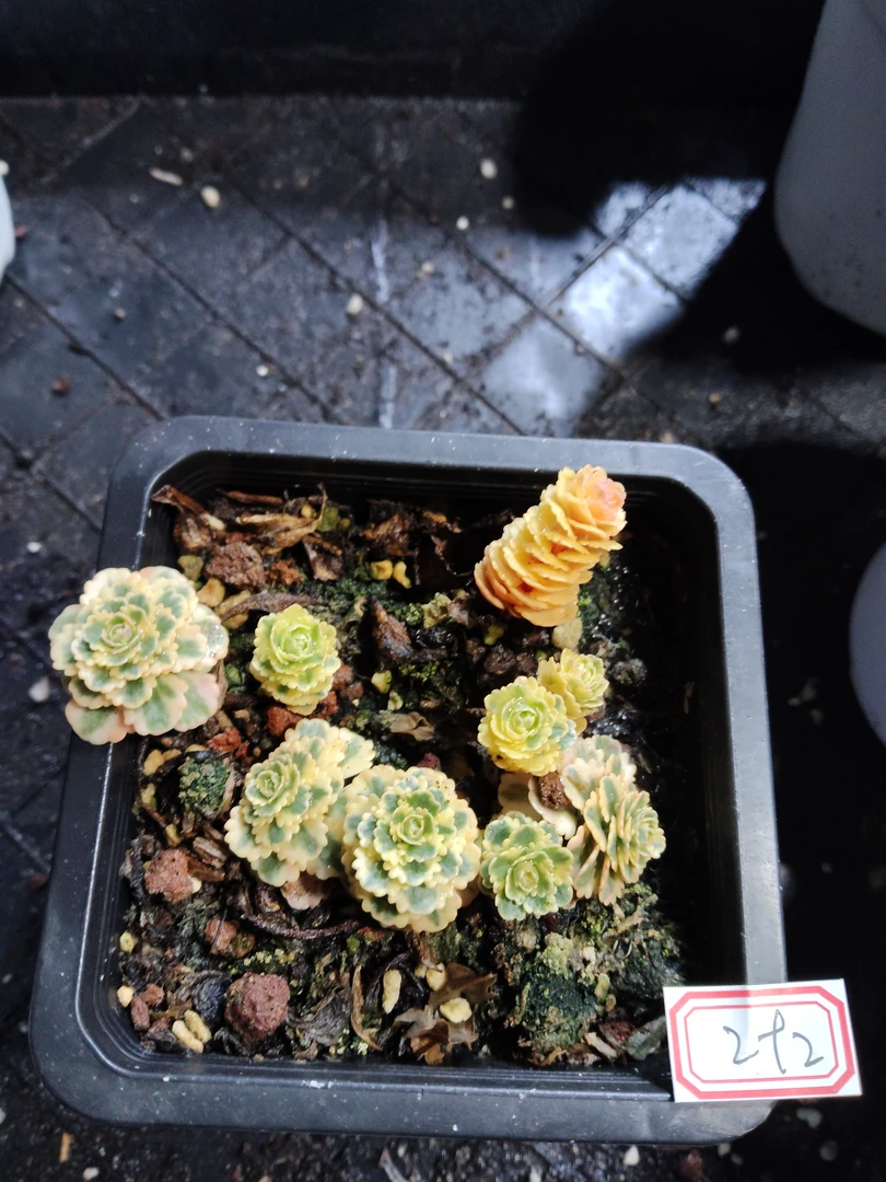 非偏远18包邮  一物一拍  10厘米盆 A292亚特兰蒂斯