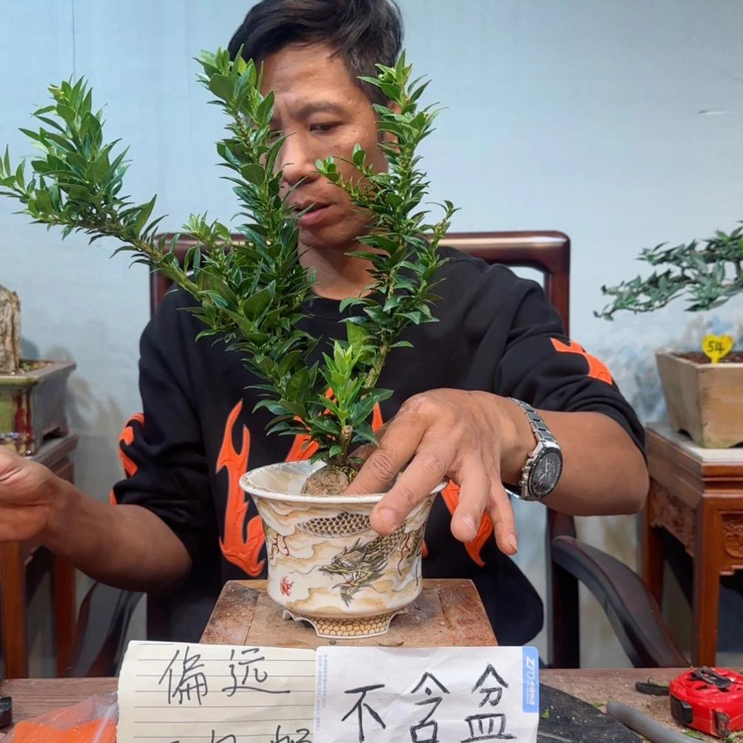 当前无花朵，栽培后可花朵用****0