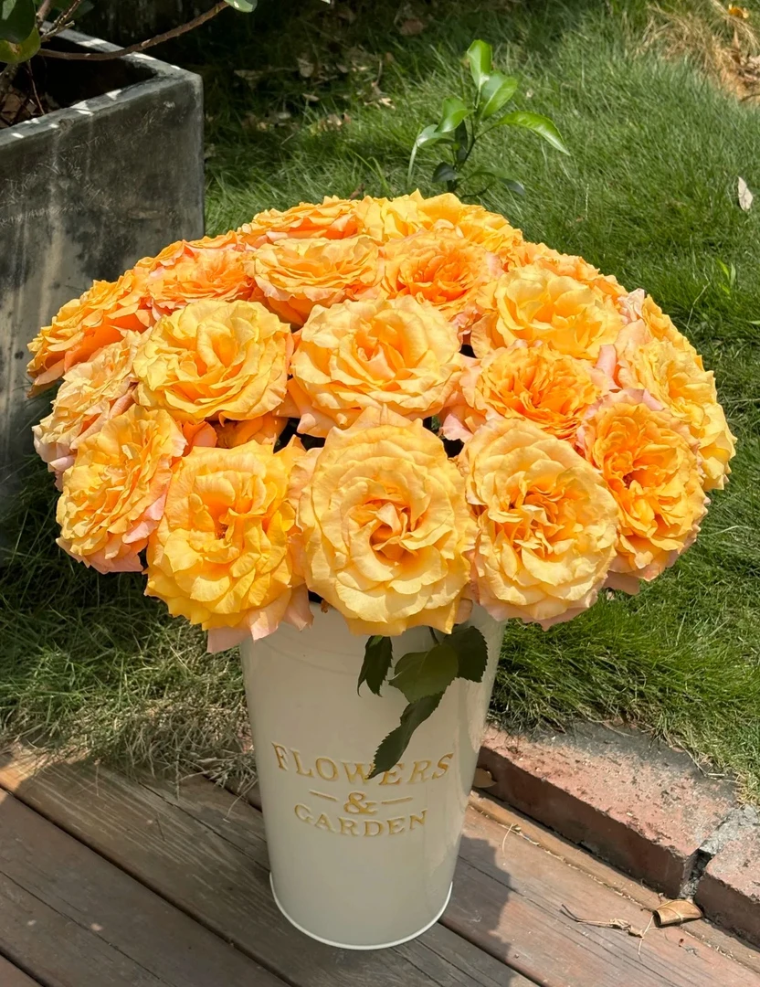 【破晓单头玫瑰】鲜切花两单普快三单顺丰冷链云南基地直发玫瑰