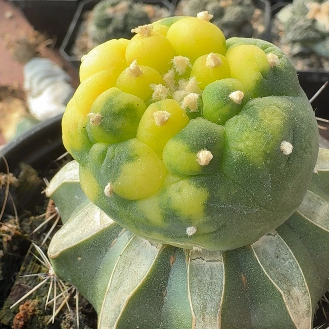 【闪购商品】苗接大尤鲜锦343仙人球