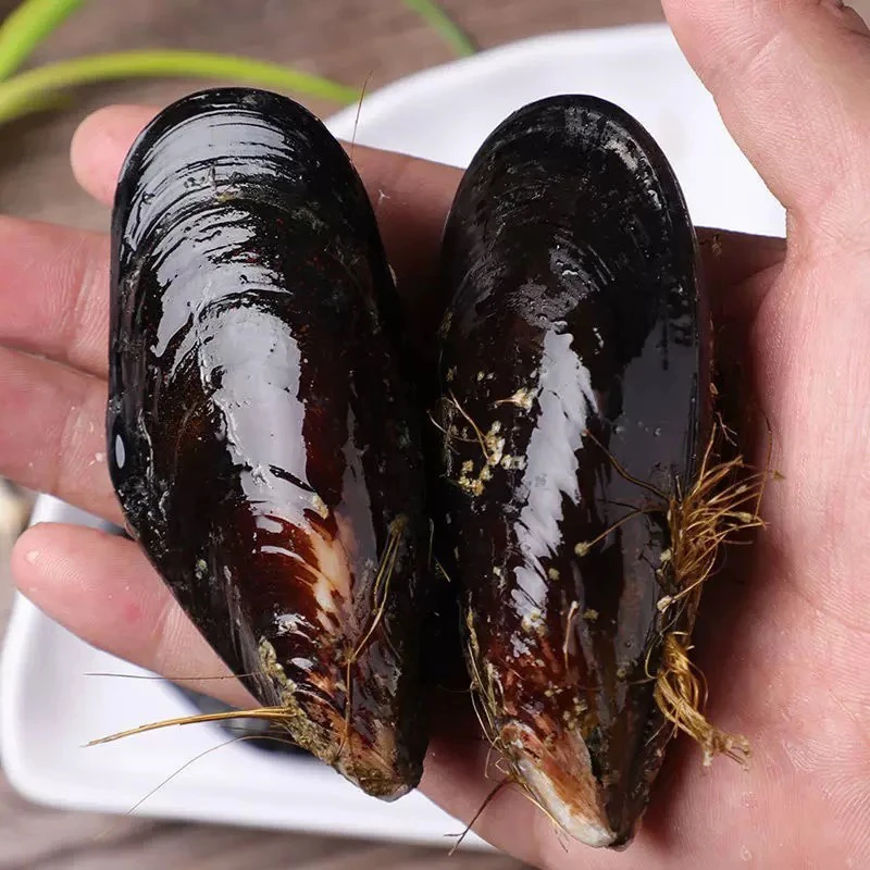 鲜活特大青口贝超大海虹新鲜野生贻贝淡菜贝类海鲜水产5斤顺丰