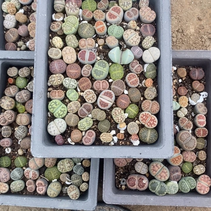 金***虎生石花的季节到啦775